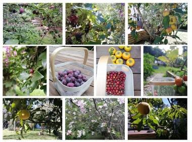 Fruit tree collage